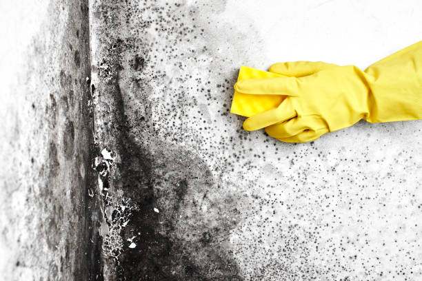 Biohazard Mold Removal in Crystal Lake, CT