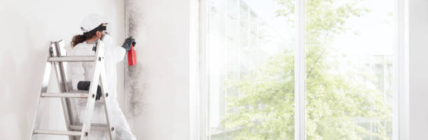 Best Emergency Mold Remediation  in Crystal Lake, CT